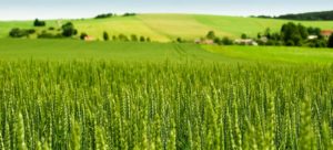 Deppieri produzione pane confezionato